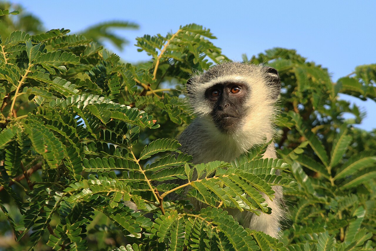 Vervet monkey sitting in savanna woodland