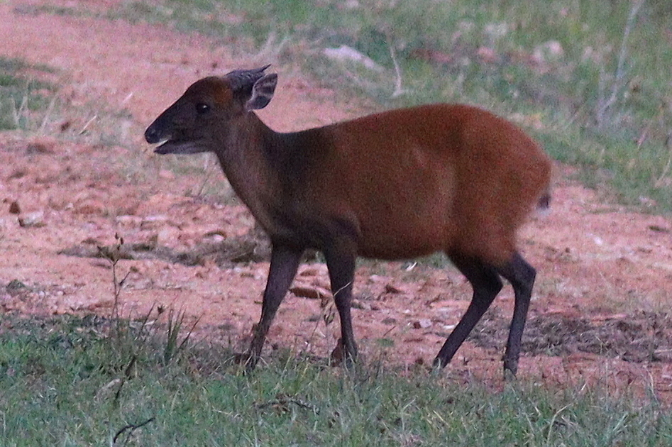 Weyn's duiker in Central African forest