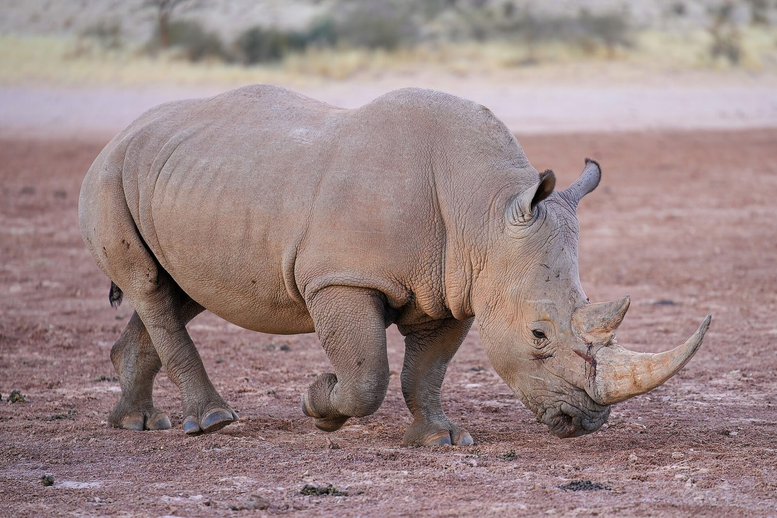 Foto von Breitmaulnashorn