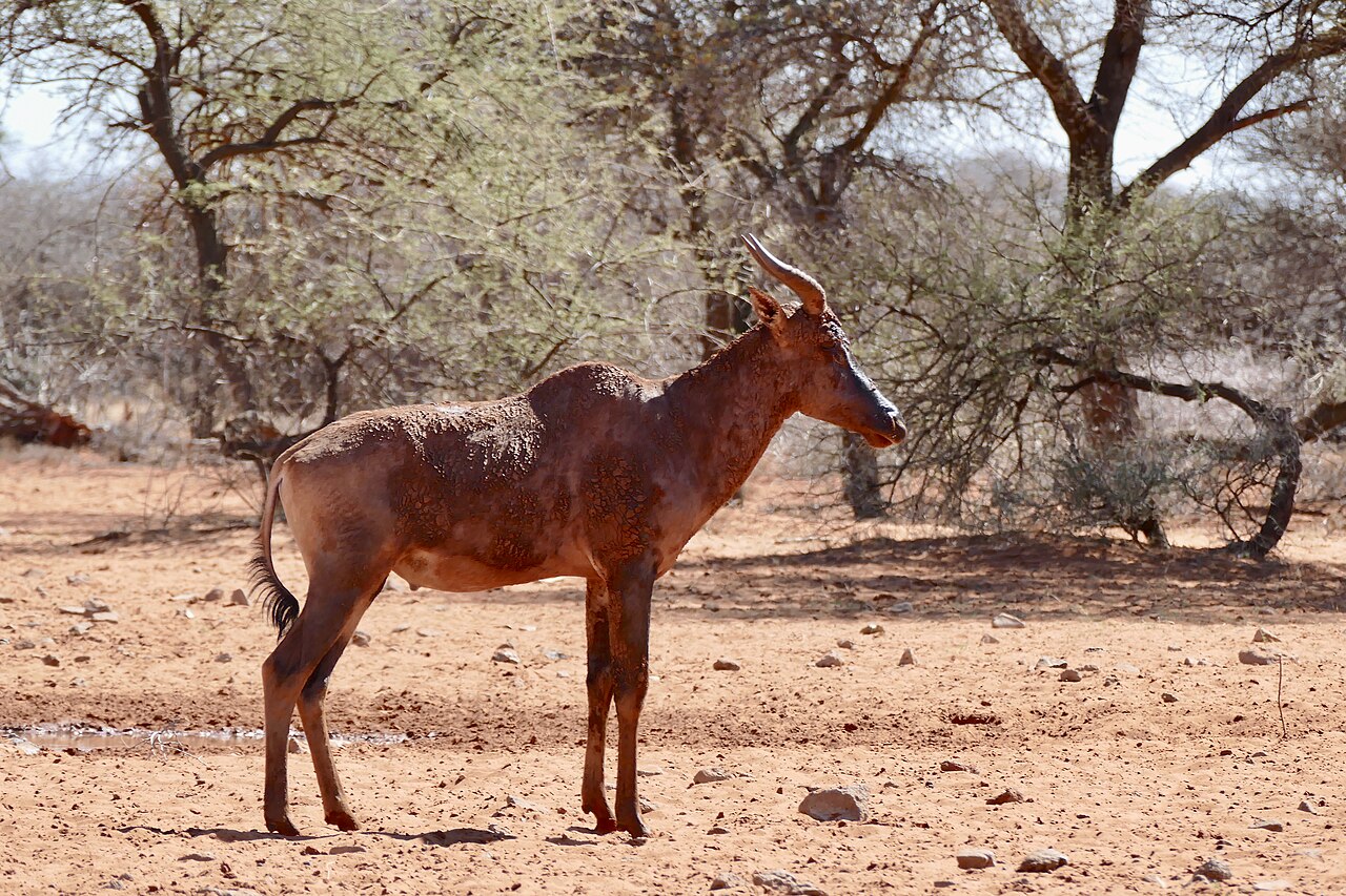 Tsessebe in habitat — Bangweulu Lechwe — 7 Days, Zambia hunt package