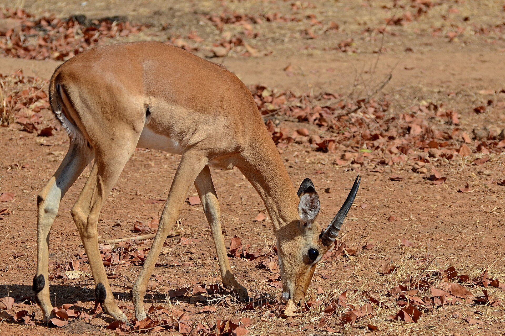 Flickr - ggallice - Impala (2) — Central Bow Plains — 8 Days, Zambia hunt package