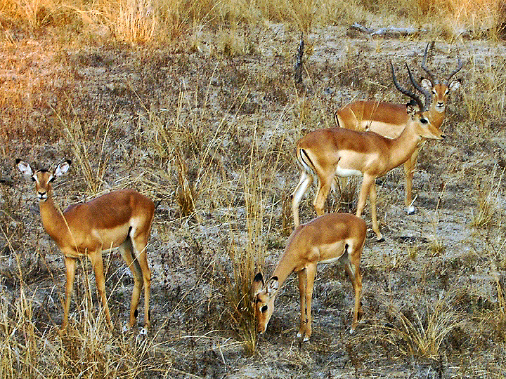Aepyceros melampus — Kafue Plains — 10 Days, Zambia hunt package