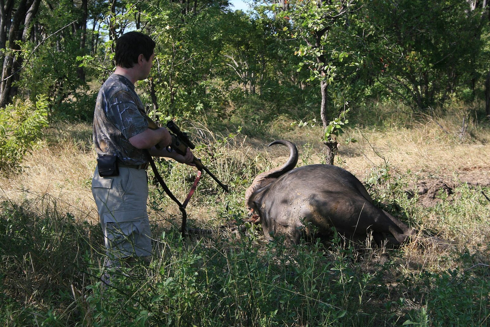 Approaching a Killed Cape Buffalo — Luangwa Buffalo — 14 Days, Zambia hunt package