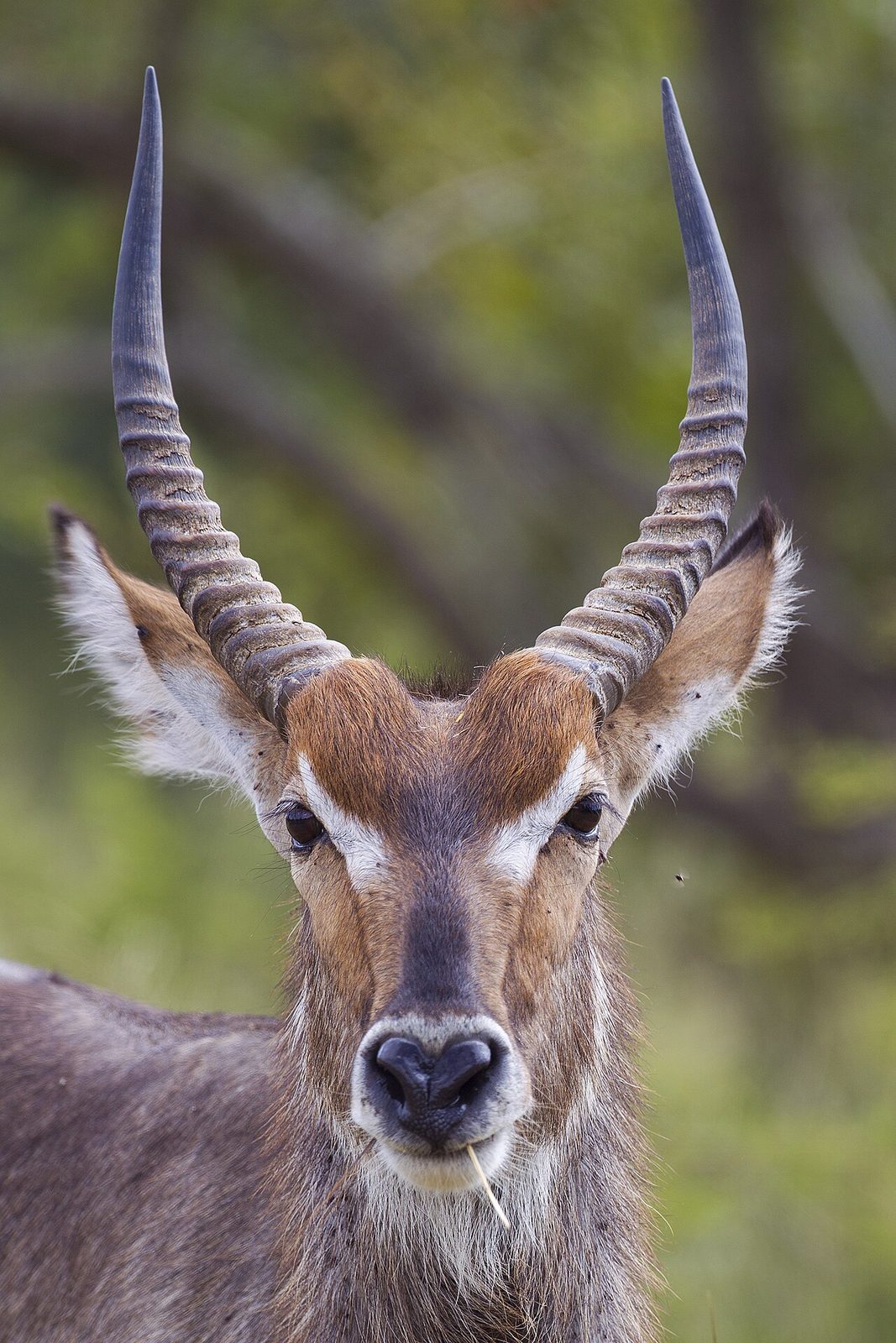 Waterbuck in habitat — Luangwa Buffalo — 14 Days, Zambia hunt package