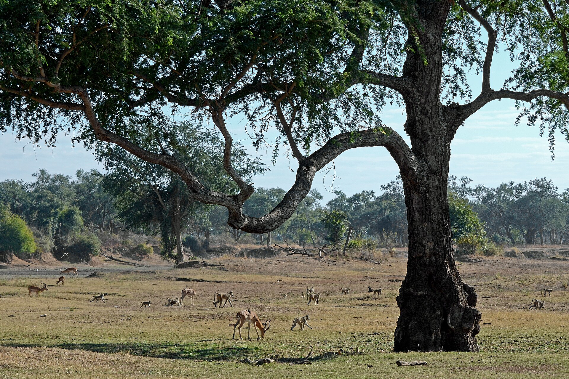 Flickr - ggallice - Impala, baboon herd — Muchinga Luangwa Plains — 10 Days, Zambia hunt package