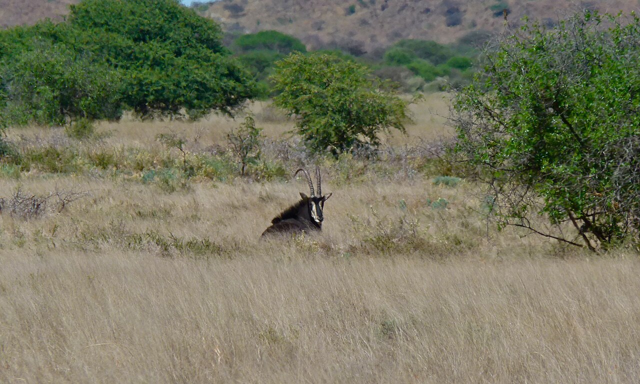 Sable Antelope in habitat — North-Western Sable — 10 Days, Zambia hunt package