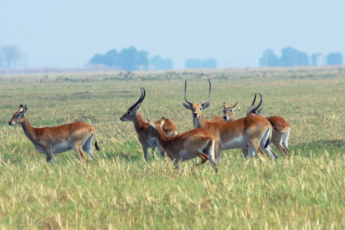 Kobus leche ssp leche 37415626 — Western Lechwe Floodplain — 8 Days, Zambia hunt package