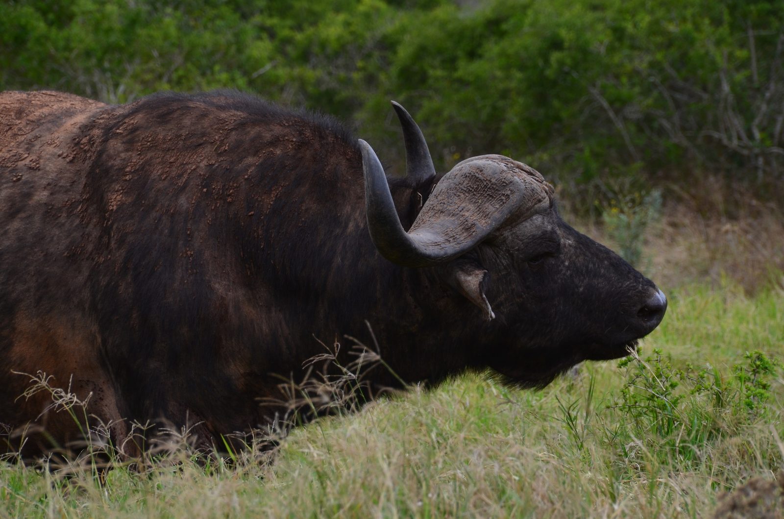 African Cape Buffalo — Zimbabwe Buffalo & Plains Game — 14 Days, Zimbabwe hunt package