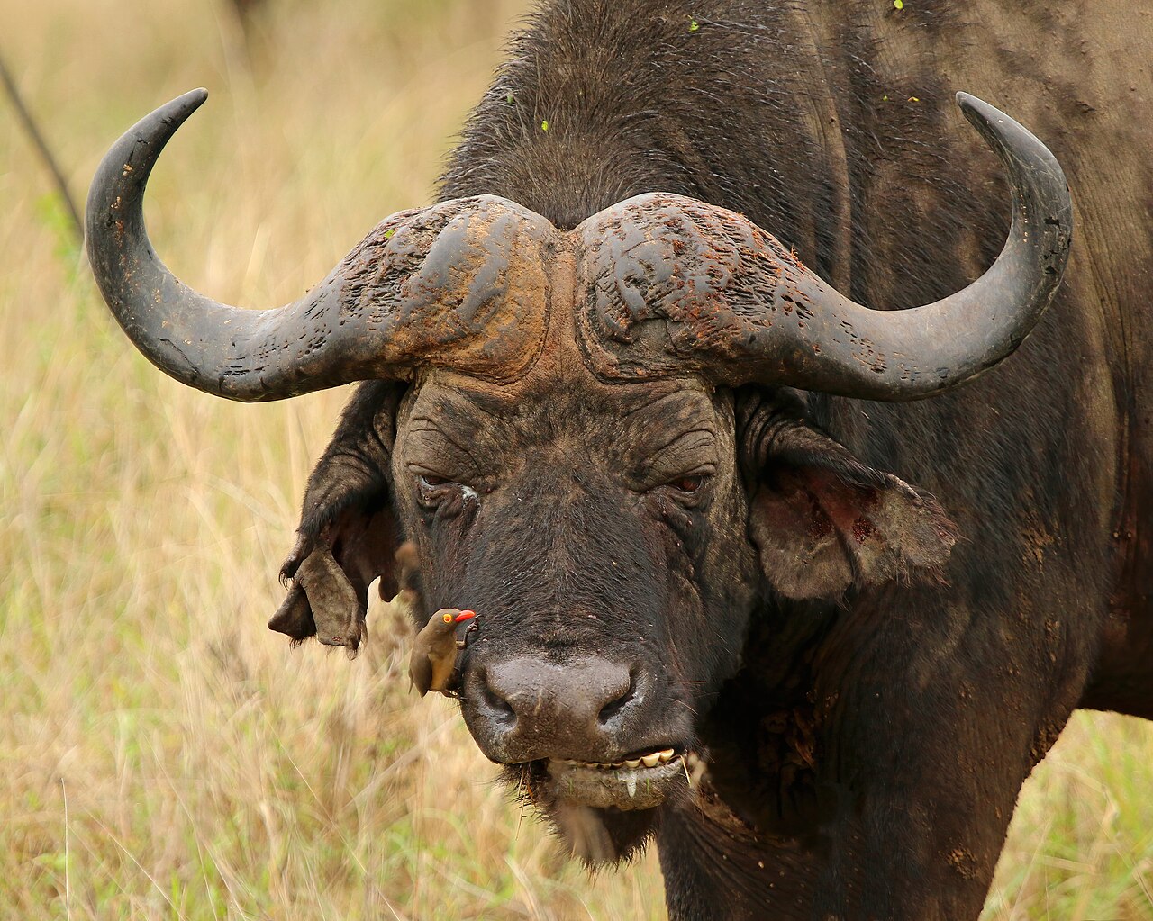 Buffalo bull — Zimbabwe Buffalo & Plains Game — 14 Days, Zimbabwe hunt package