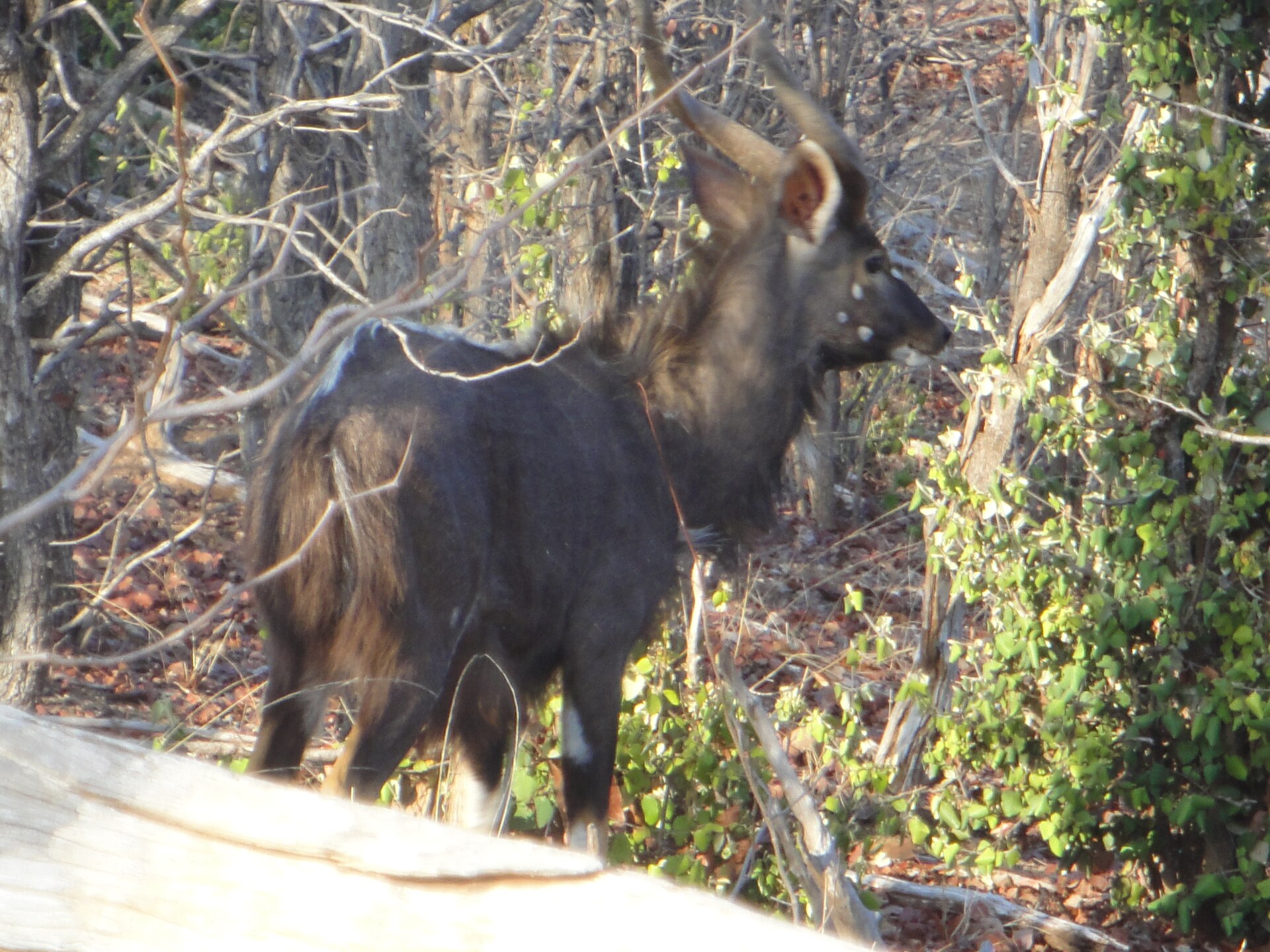 Grz nyala — Manicaland Nyala Lowveld — 8 Days, Zimbabwe hunt package