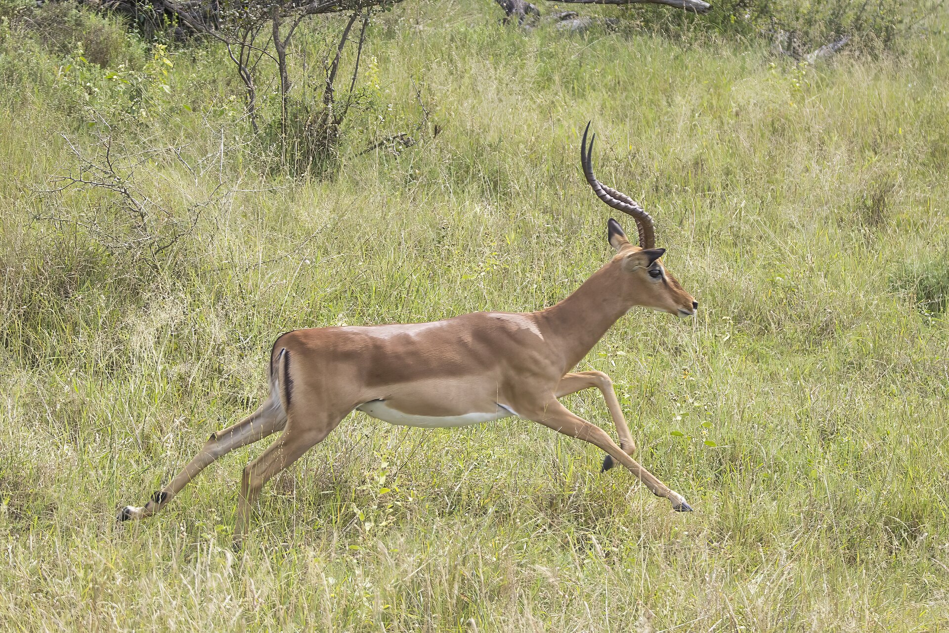 Impala (Aepyceros melampus) male running Kruger — Mashonaland Central Plains — 8 Days, Zimbabwe hunt package
