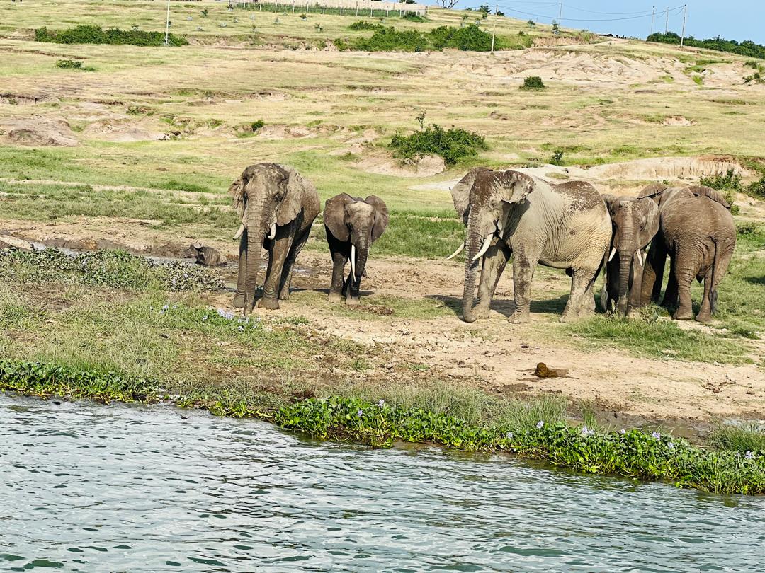 A herd of African elephants (Loxodonta africana) by the waters of the Kazinga Channel in Uganda. 04 — Mashonaland West Elephant — 10 Days, Zimbabwe hunt package