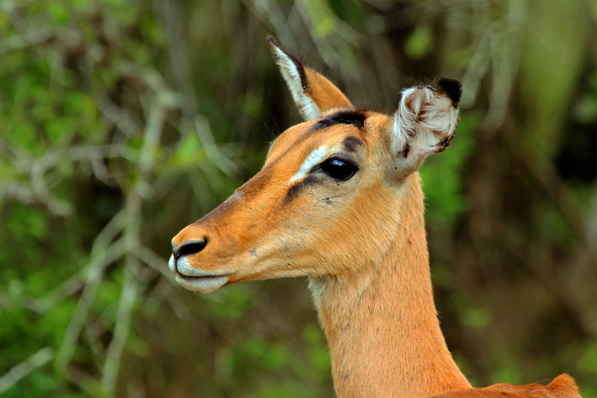 Impala (Aepyceros melampus) female head — Masvingo Lowveld Plains — 8 Days, Zimbabwe hunt package