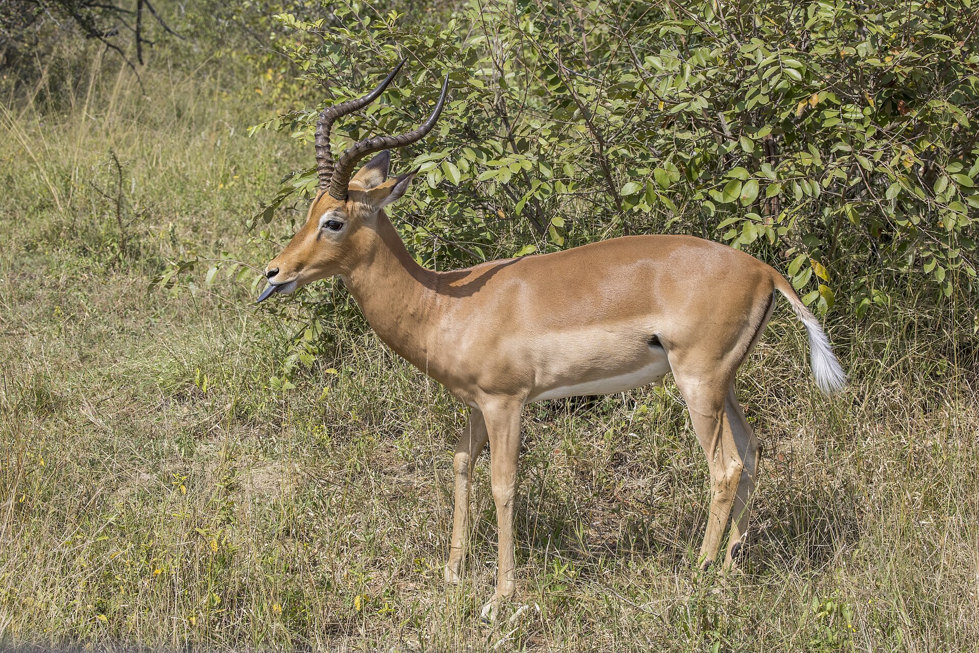 Impala (Aepyceros melampus) male Kruger 2 — Matabeleland North Plains — 8 Days, Zimbabwe hunt package