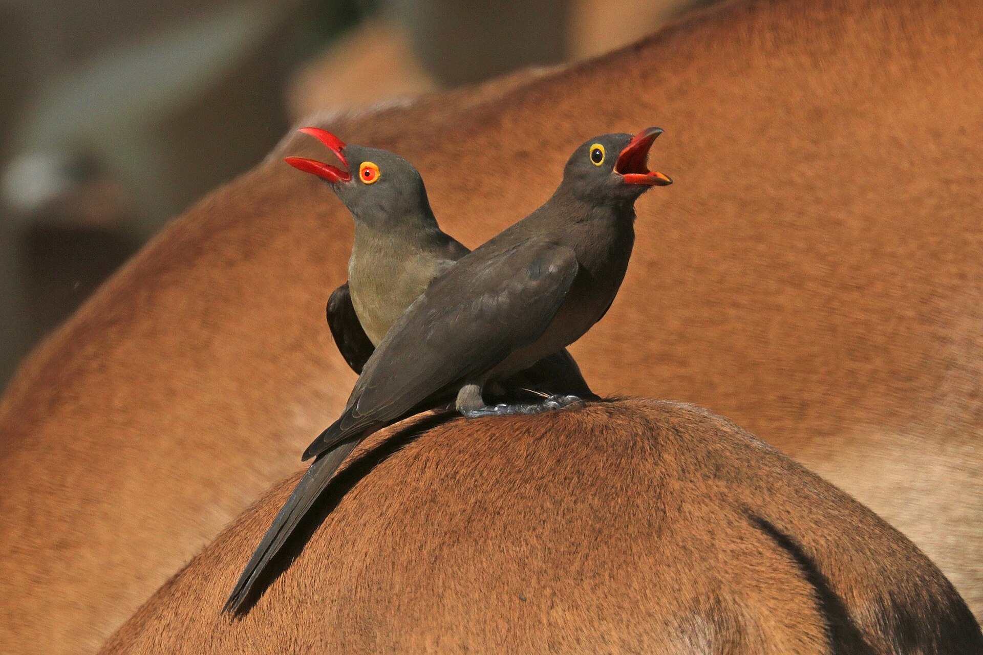 Red-billed oxpeckers (Buphagus erythrorynchus) adult (L) sub-adult (R) on impala — Matabeleland South Bow — 7 Days, Zimbabwe hunt package