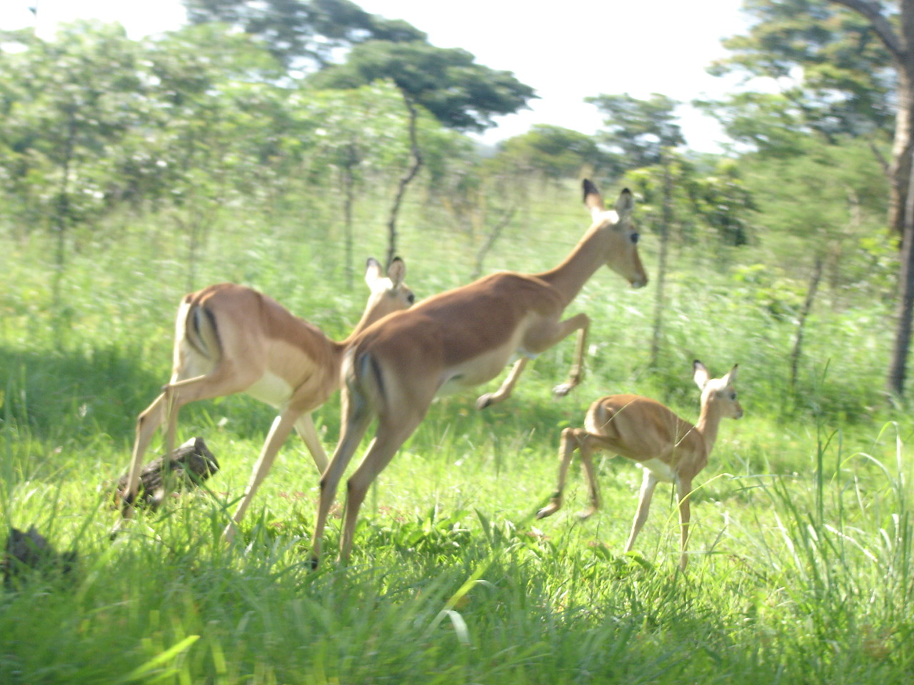 Impalas — Matabeleland South Ranch — 7 Days, Zimbabwe hunt package