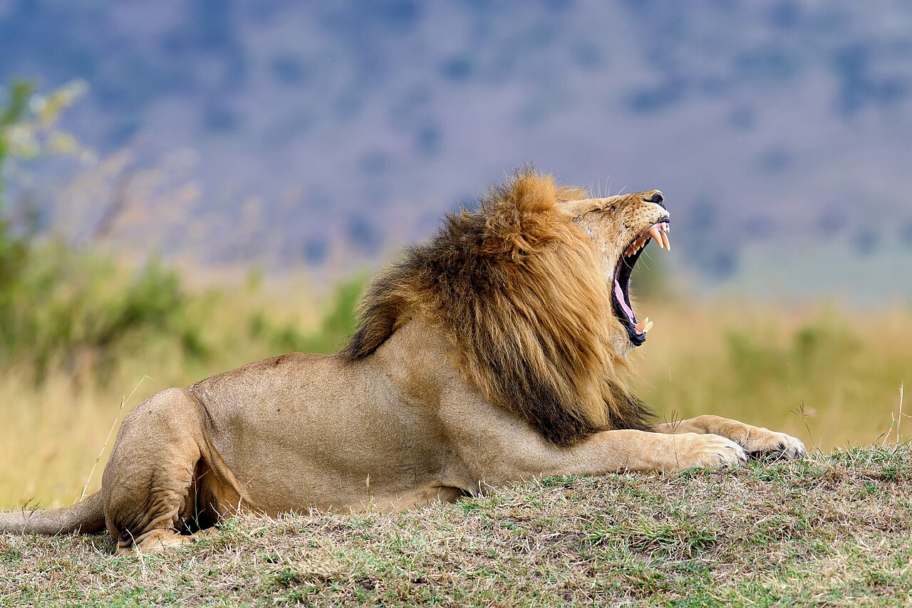 Lion in habitat — Zambezi Lion — 21 Days, Zimbabwe hunt package