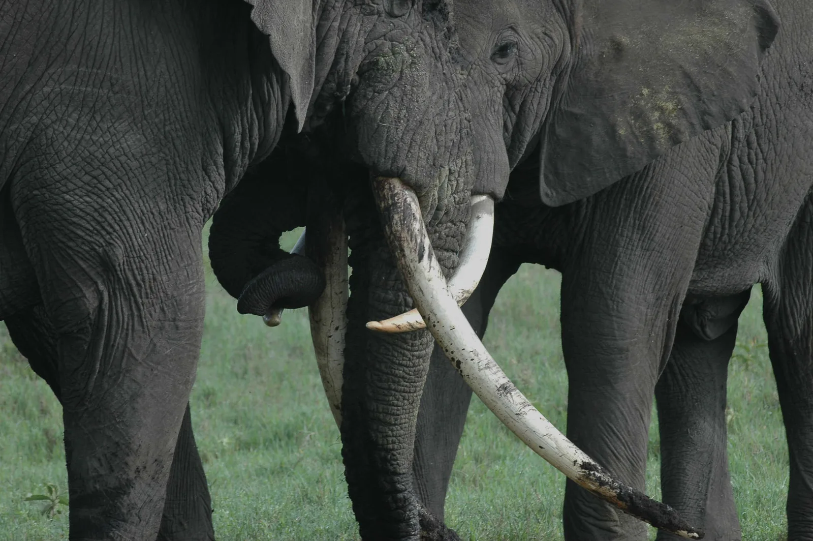 Adam Clements Safaris Limited
