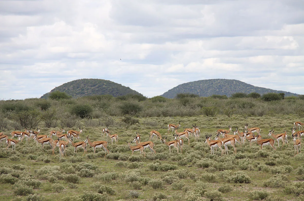 Bokamoso Safaris