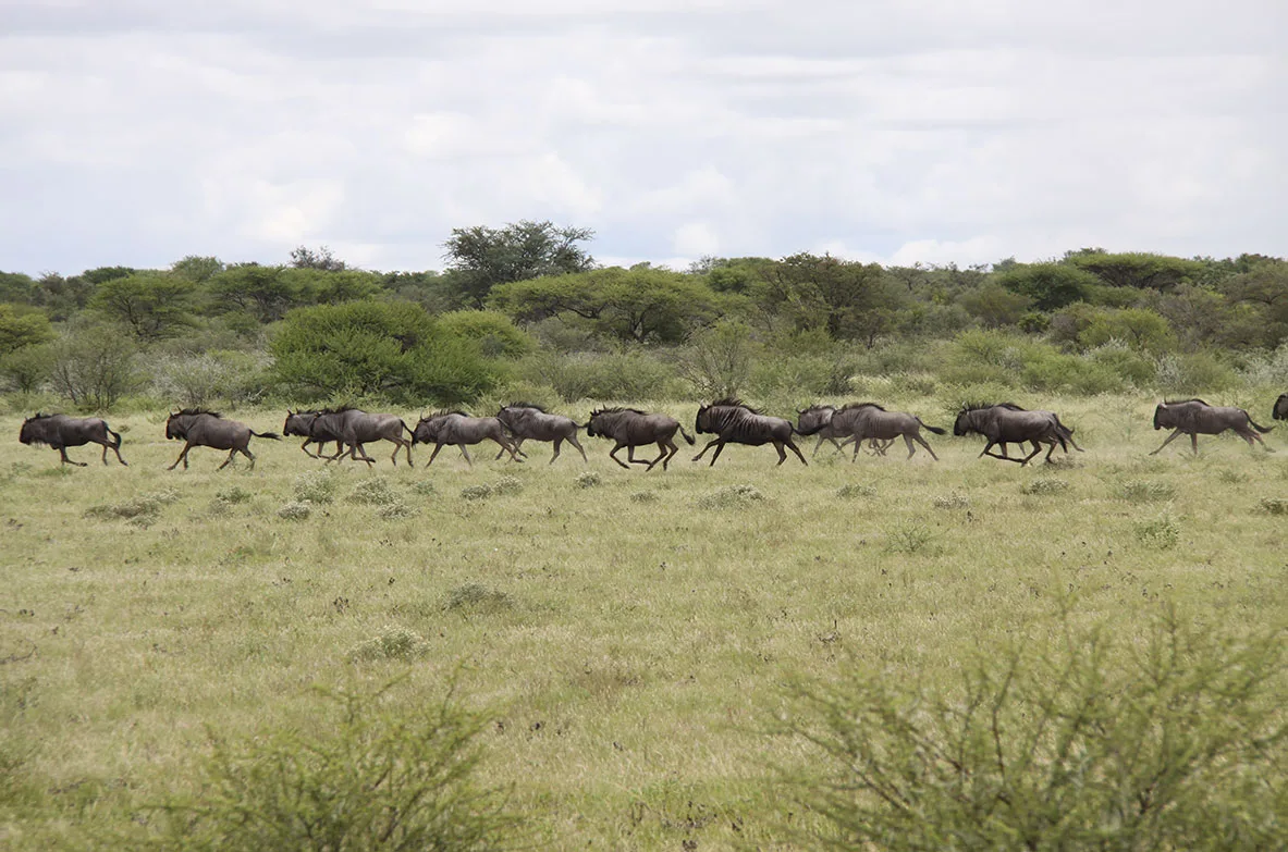 Bokamoso Safaris