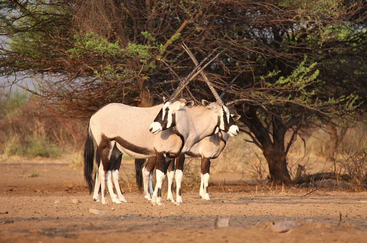 Bokamoso Safaris