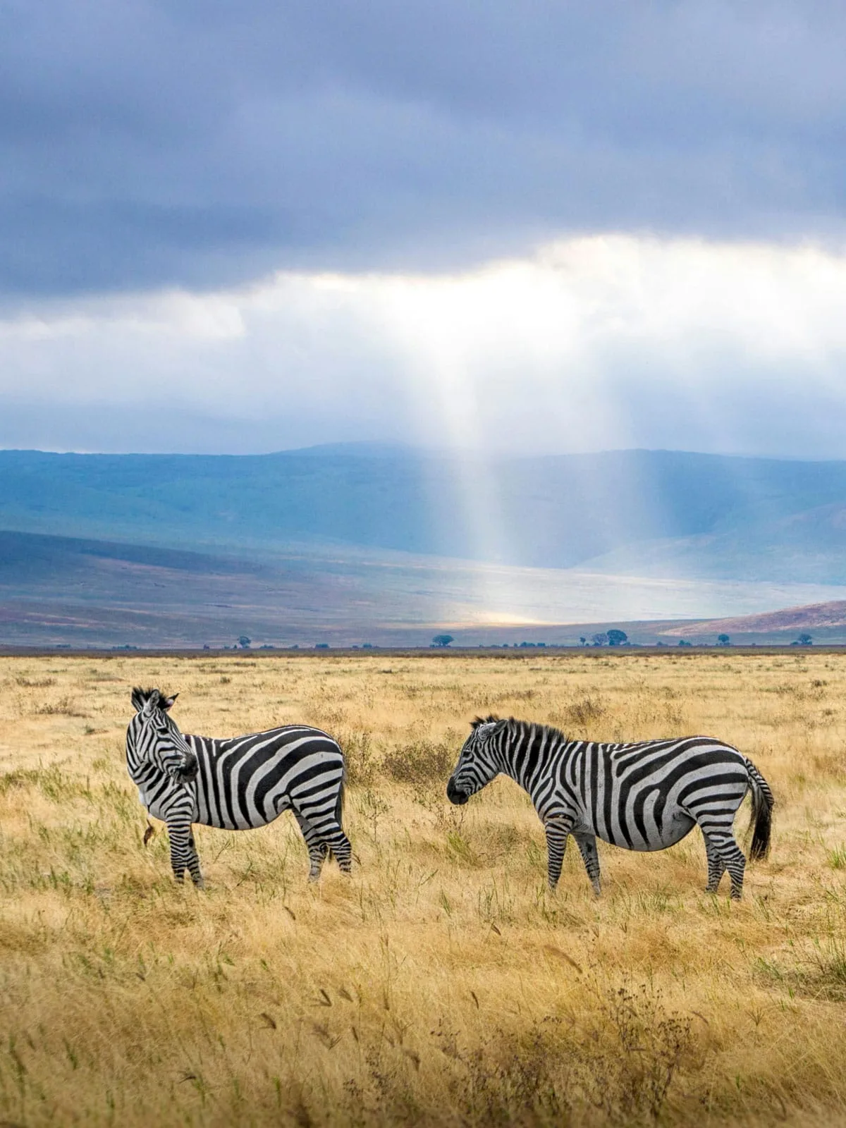 hunting safaris,african safaris,safaris in africa