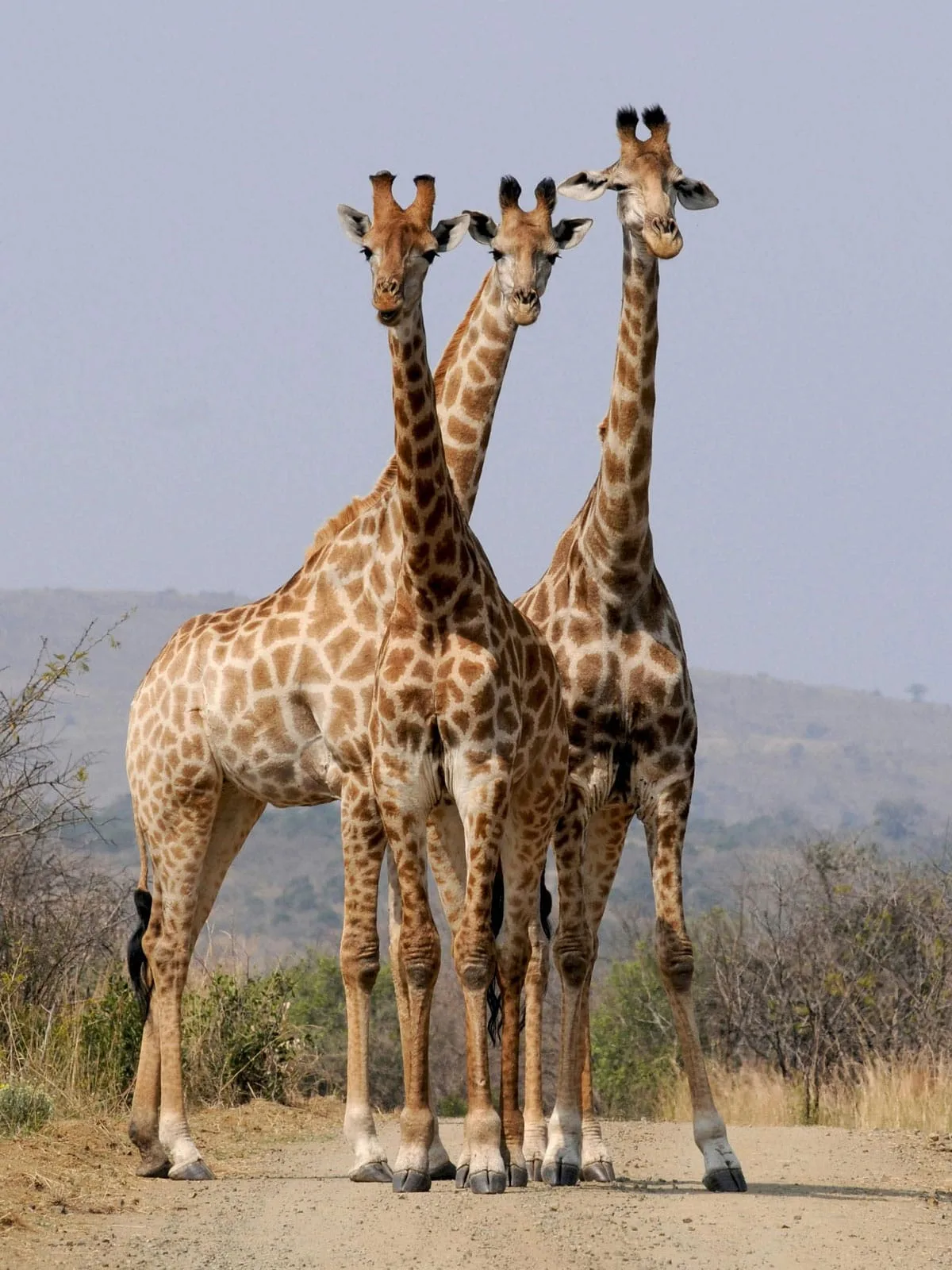 hunting safaris,african safaris,safaris in africa