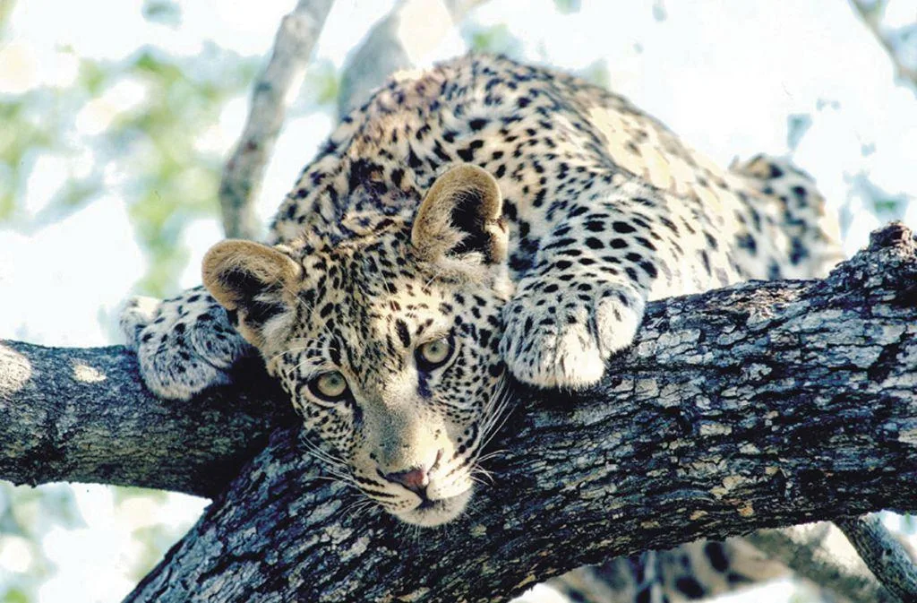 Dinkwe Safaris