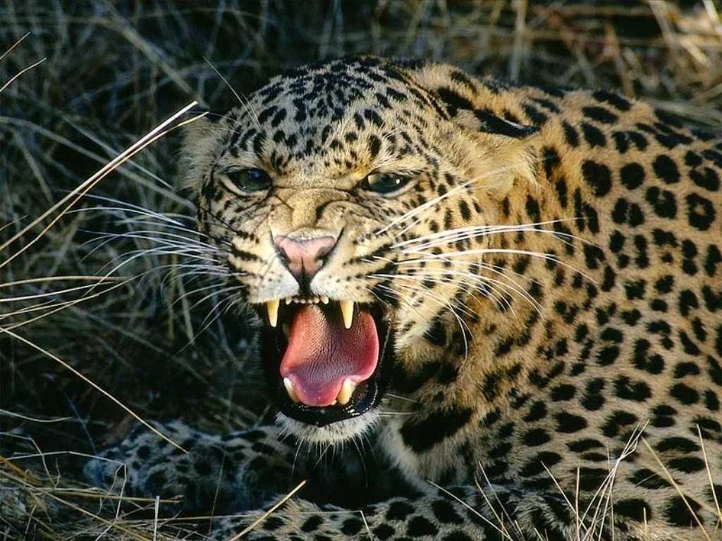 Dinkwe Safaris