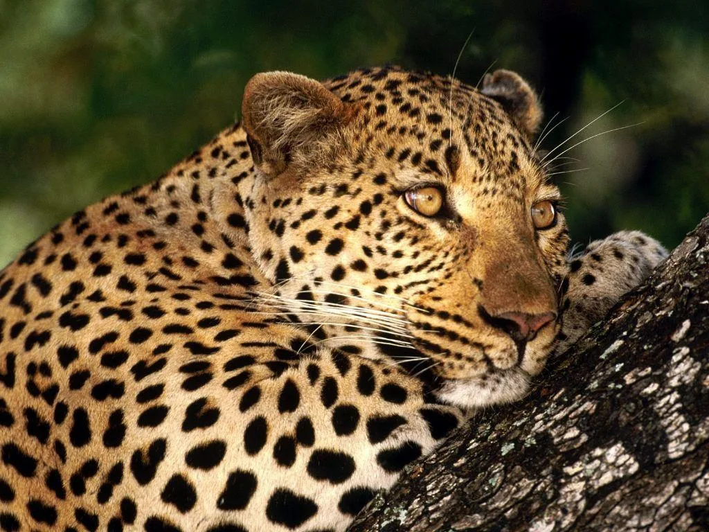 Dinkwe Safaris