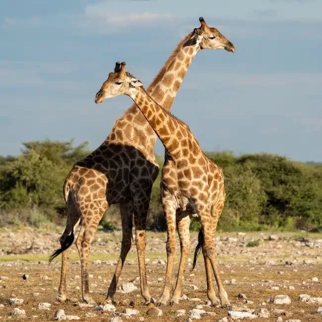 Jamy Traut Hunting Safaris