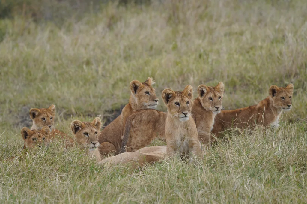 Kiboko Hunting Safari Ltd