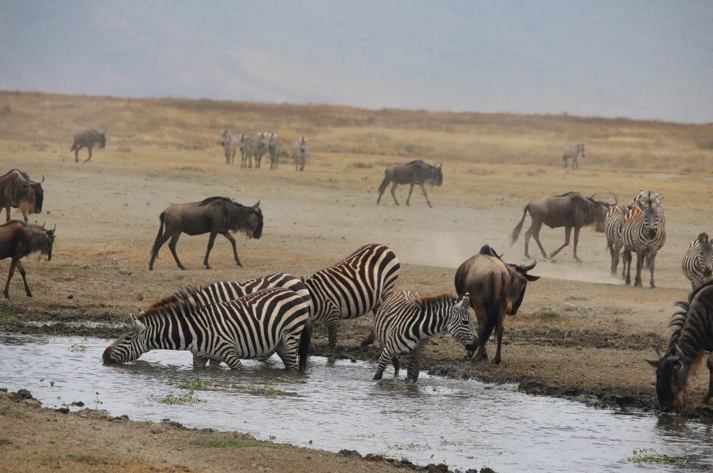 Kiboko Hunting Safari Ltd