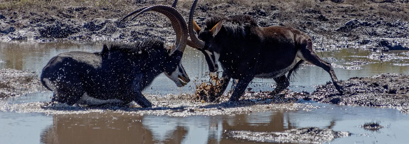 Kilombero North Safari Ltd