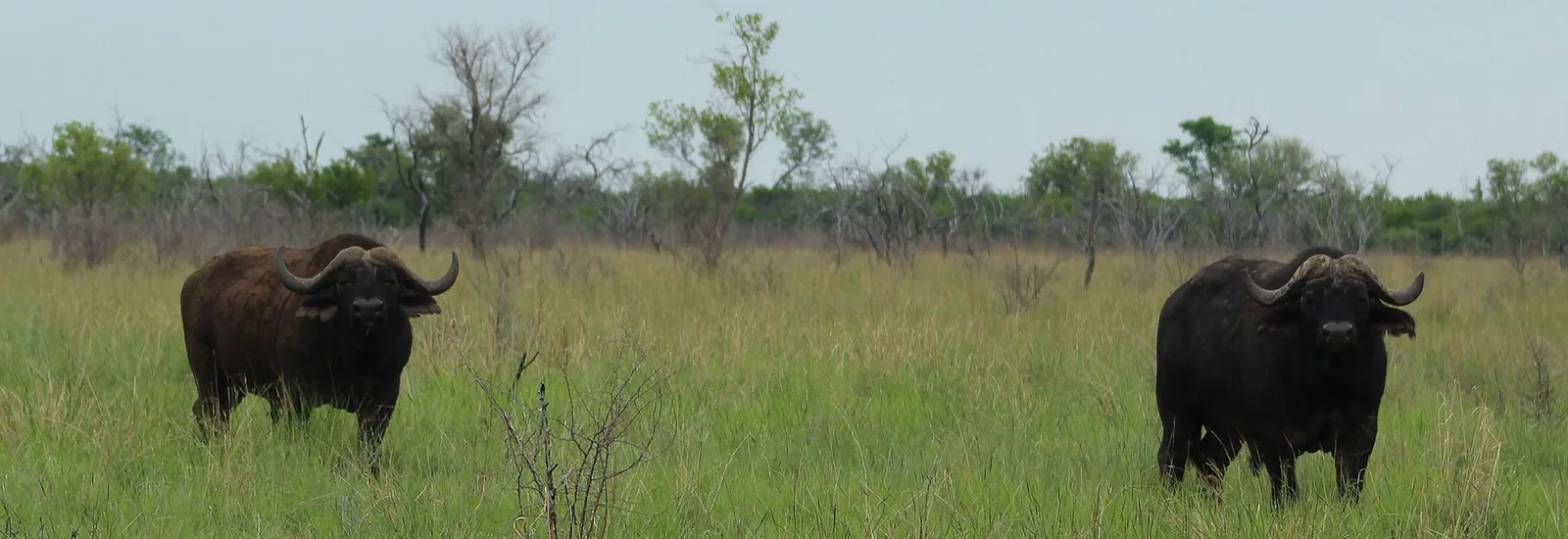 Likhulu Safaris