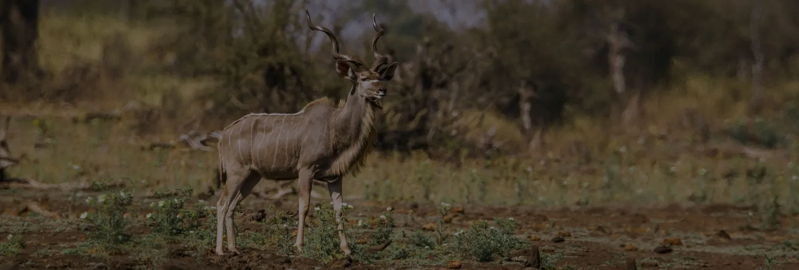Lindile Safaris