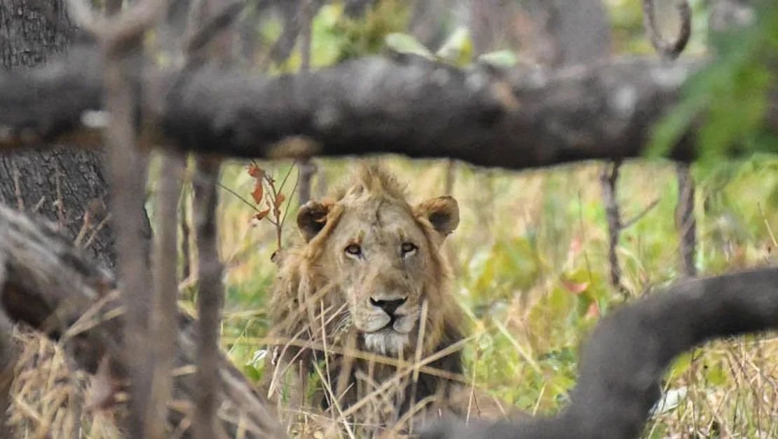 Michel Mantheakis Safaris Ltd