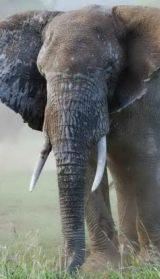 Old Nyika Safaris Ltd