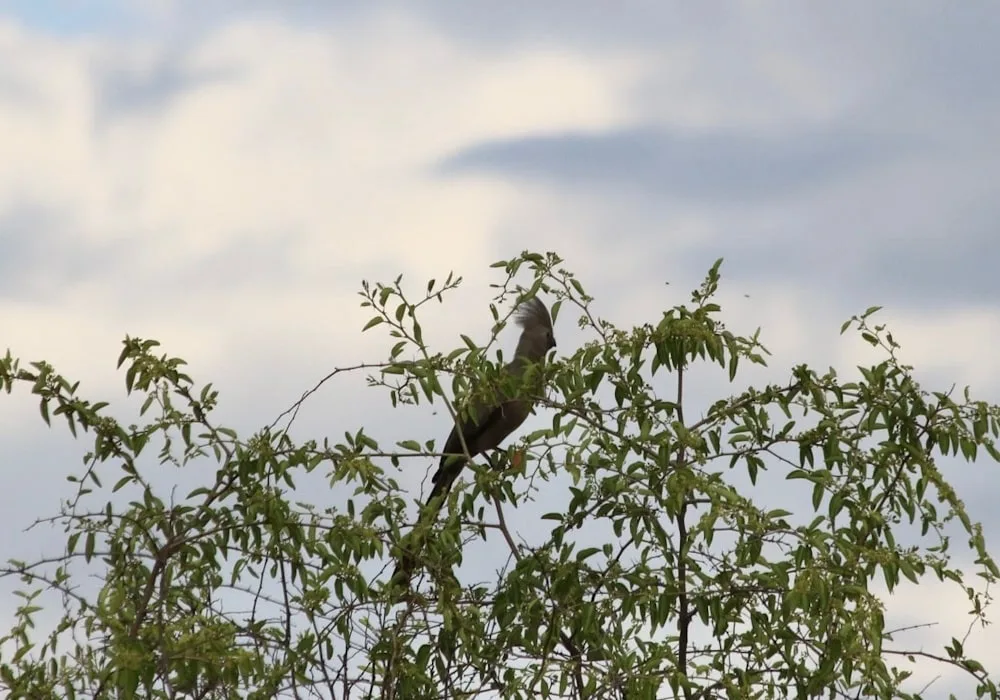 Otjere Wildlife Safaris