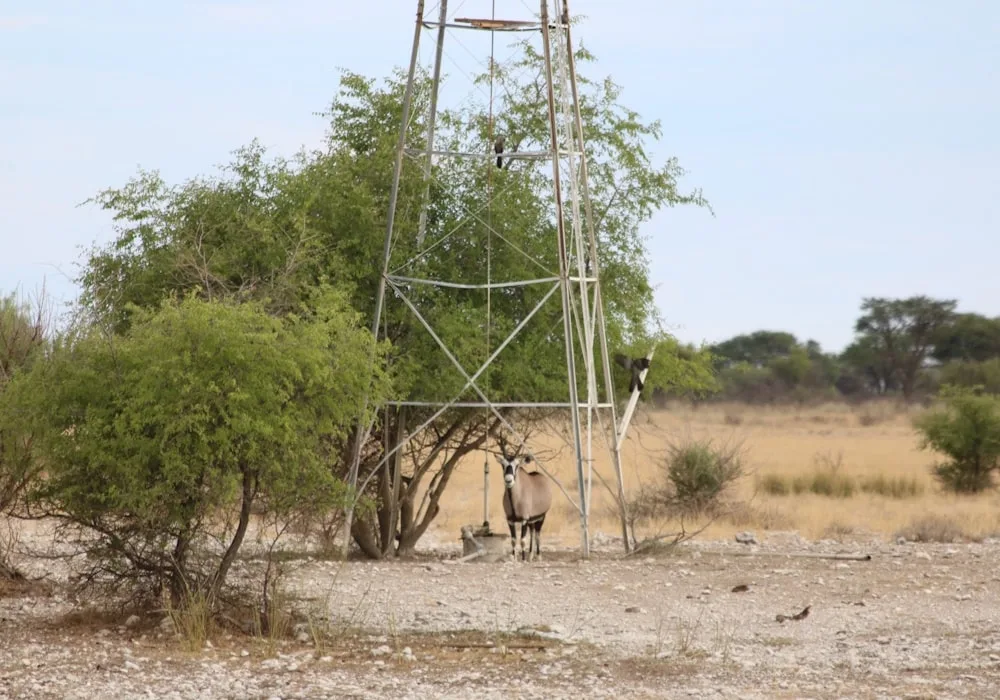Otjere Wildlife Safaris