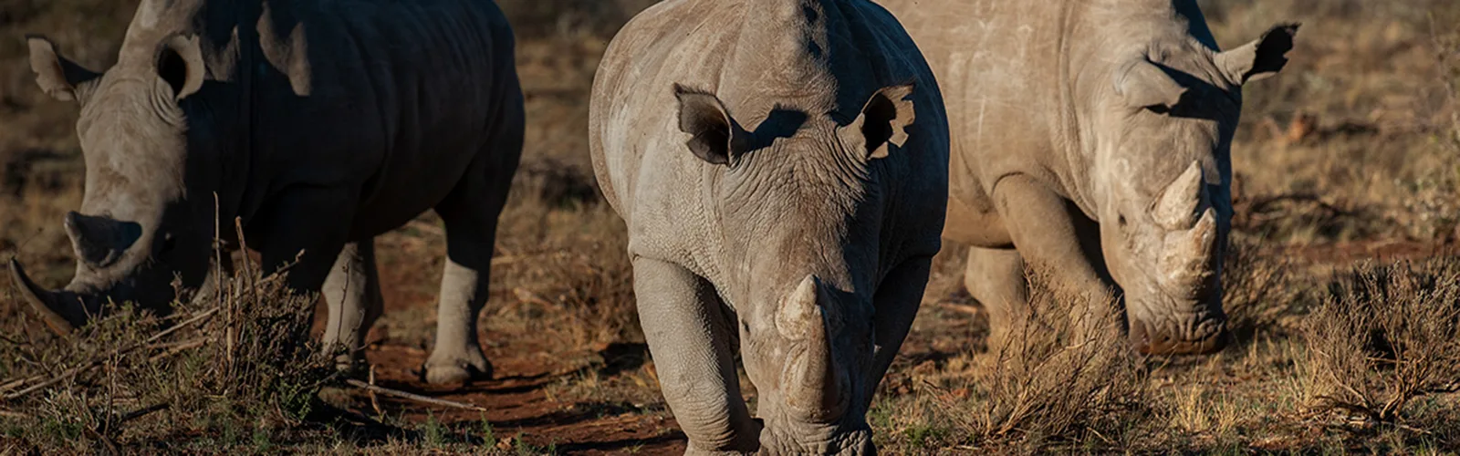 Rockwood Rhino Herd