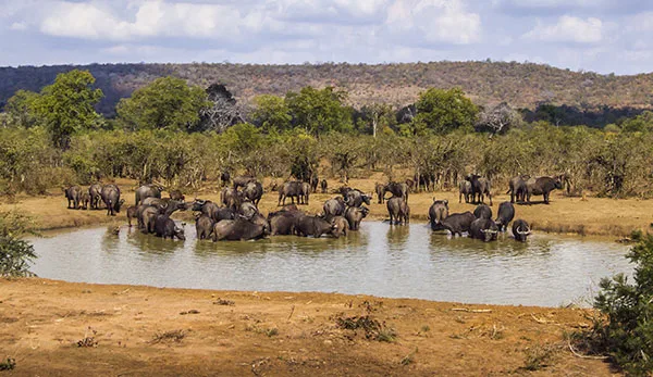 Kruger National Park – South Africa
