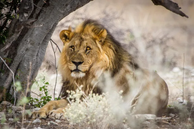 Schoenfeld Hunting & Safaris
