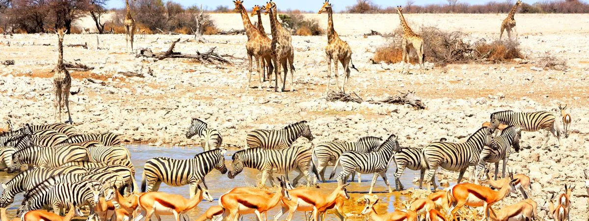 Track & Trail Safaris