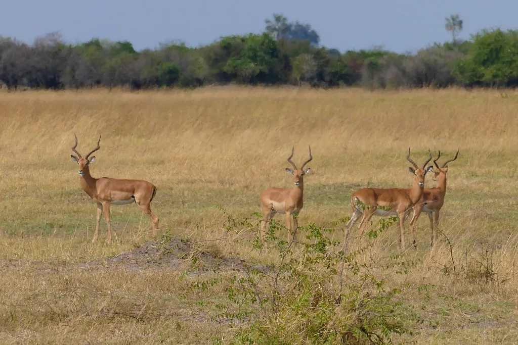 Van Heerden Safaris Ondjou