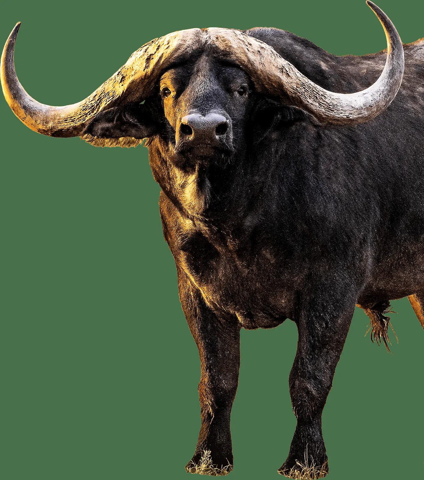 Wintershoek Safaris