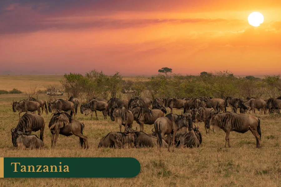 Witkop Safaris