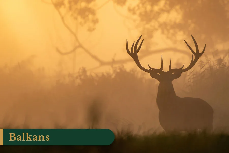 Witkop Safaris