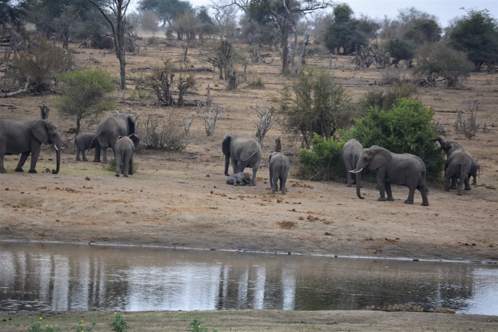 Zulani Safaris