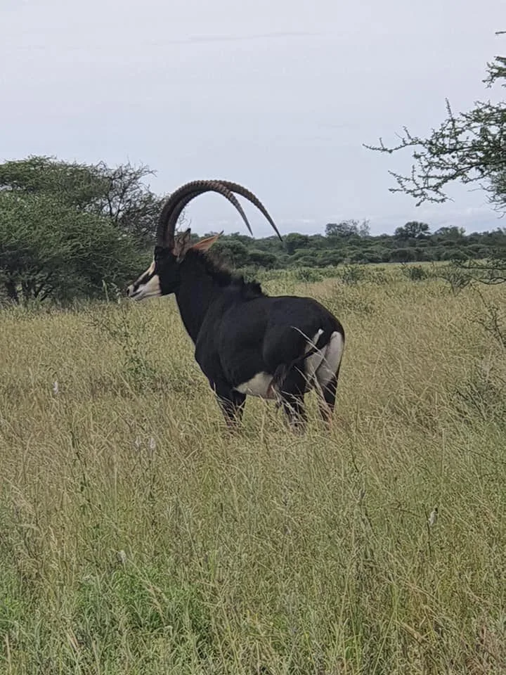Zulani Safaris